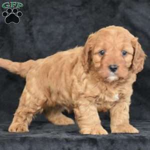 Coby, Cavapoo Puppy